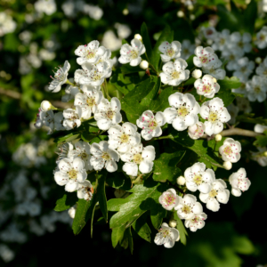 Crataegus spp. FLOS scaled