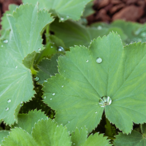 Alchemilla vulgaris scaled