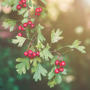 Crataegus spp. scaled