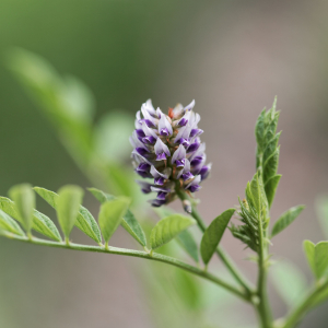 Glycyrrhiza glabra scaled