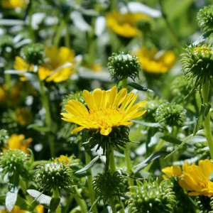 Grindelia camporum scaled