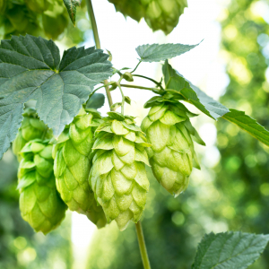 Humulus lupulus scaled