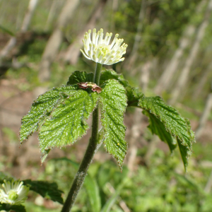 Hydrastis canadensis scaled