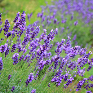 Lavandula officinalis scaled
