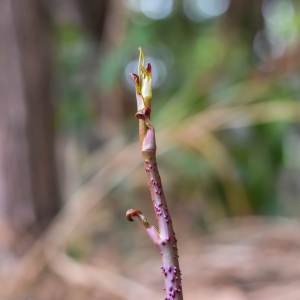 Smilax ornata scaled