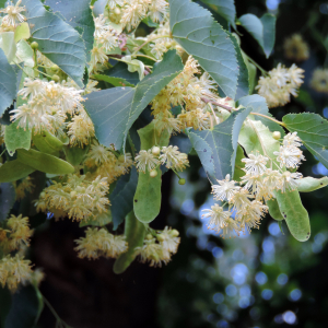 Tilia europaea scaled
